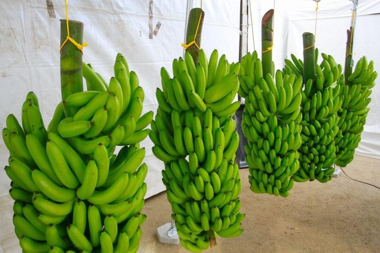 Vale do Ribeira conquista selo de origem para banana e fortalece produção na região; entenda