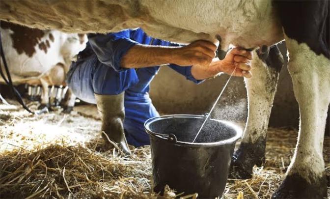 تأخر استيراد الأبقار الحلوب من البرتغال يهدد آمال صغار الكسابة