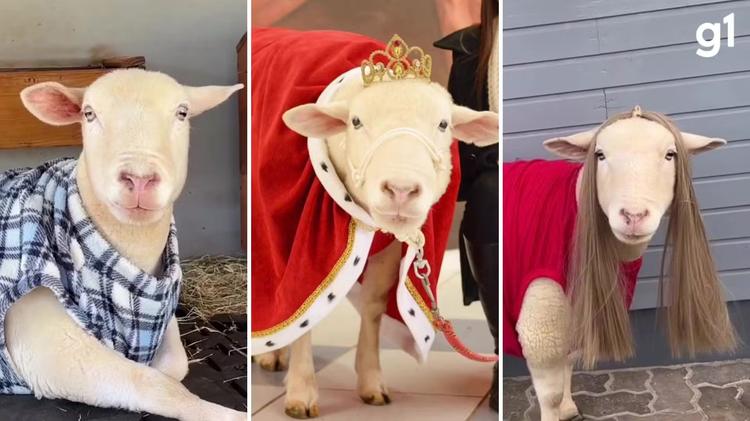 Morre Ovelha Chanel, fenômeno com mais de 720 mil seguidores que atuava com a pet terapia
