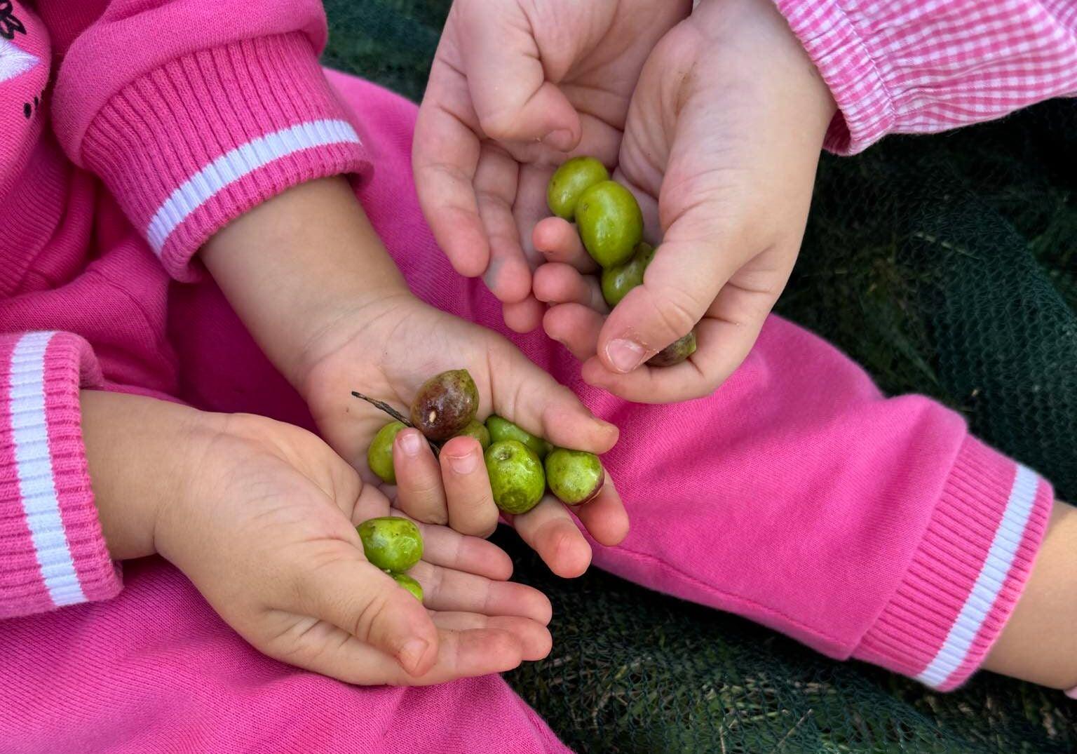 Dalla raccolta delle olive ai sentieri del Parco: nel Cilento l’accoglienza passa anche dai gadget tecnologici