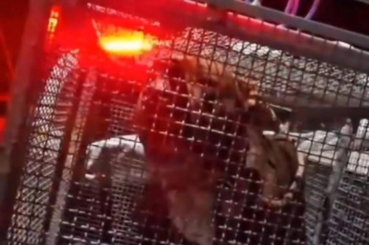 Mulher morre após ser atacada por pitbull ao tentar alimentá-lo em Arroio do Sal