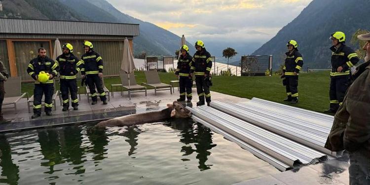 Mucca cade... nella piscina di un albergo in val Venosta: salvata dai vigili del fuoco