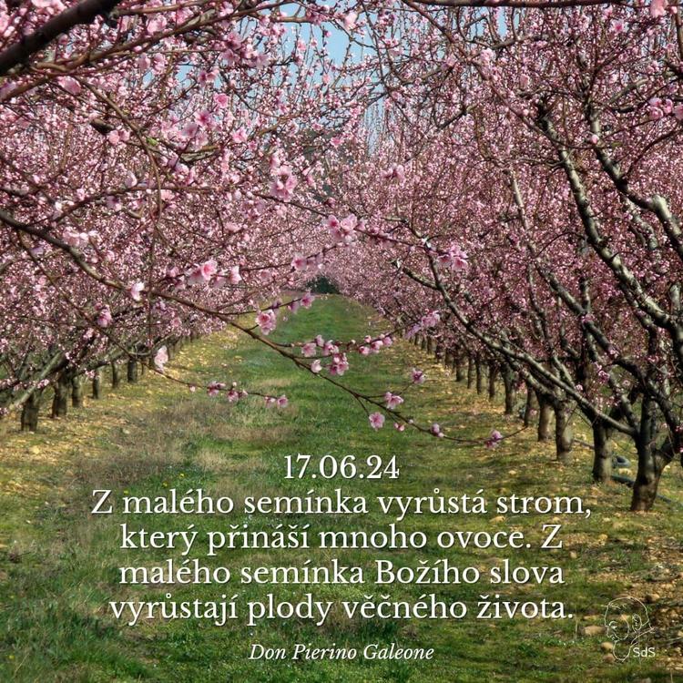 17.6.2024
Z malého semínka vyrůstá strom, který přináší mnoho ovoce. Z malého semínka Božího slova vyrůstají plody věčného života.

Don Pierino Galeone
