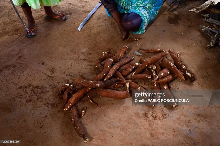 Cassava does become high in resistant starch when boiled and cooled, and its fiber, vitamin C, and manganese content are well documented. 