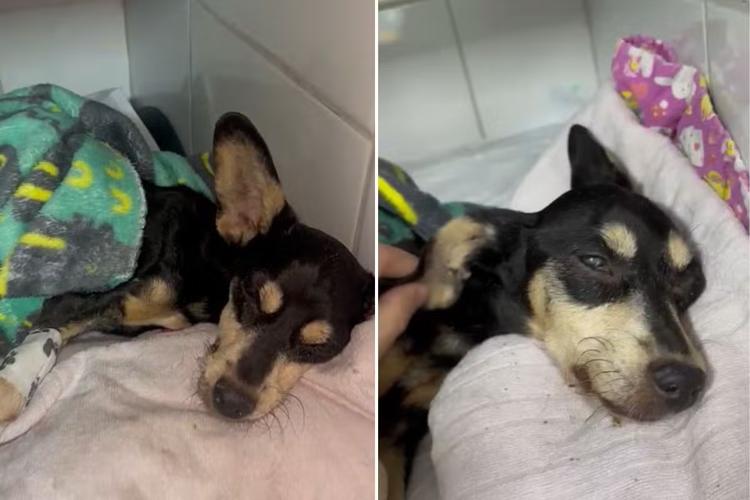 Cadela é internada em estado grave após ser abandonada em calçada no litoral de SP; VÍDEO