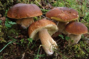Divieto temporaneo di raccolta funghi e segnalazione di divieto caccia nei castagneti da frutto coltivati - autunno 2026