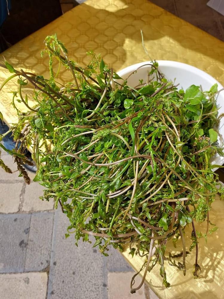 ⛰️Conosci le sparacogne? Sono gli asparagi selvatici, tipici delle nostre terre, protagonisti assoluti della nostra fest...