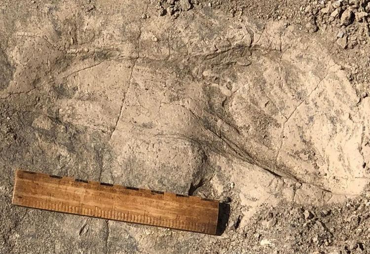 Rätselhafter Hominine hinterließ ungewöhnlich große Fußspuren an Urzeit-See in Afrika