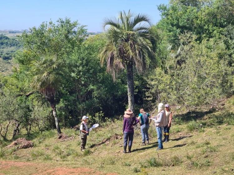 Foto colorida de equipe do Herbário BLA em expedição em zona rural de Júlia de Castilhos, perto do Rio Turupi. Na imagem, o grupo de pesquisadores está perto de palmeiras de butia witeckii