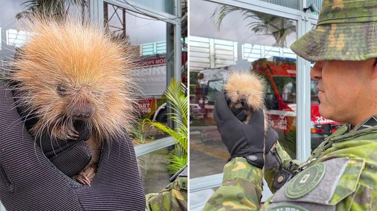 Moradores encontram e resgatam filhote de ouriço-cacheiro no RS