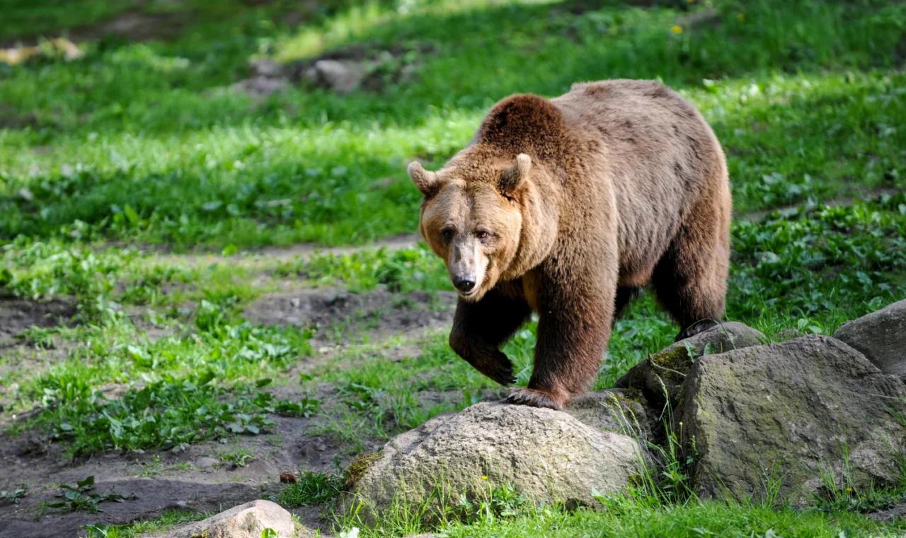 Un ours filmé en train de courir près d’une auberge restaurant à Ustou en Ariège
