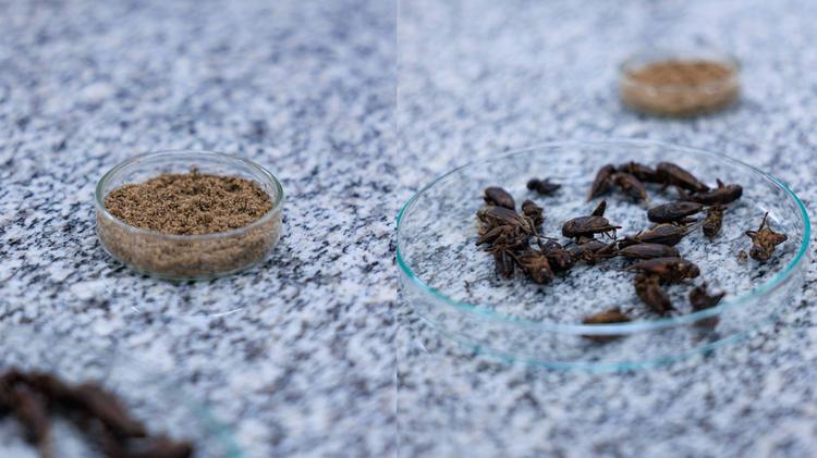 Farinha de grilo é novo 'whey'? Proteína do inseto tem alto valor nutricional, mas não é regulamentada no Brasil; veja barreiras