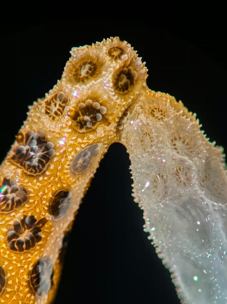VÍDEO mostra coral branqueado se recuperando ao tocar um saudável