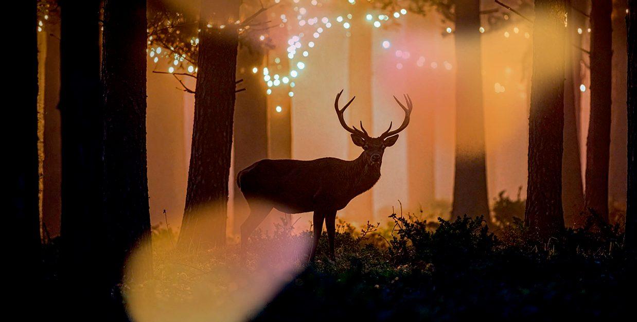 Lichter im Park