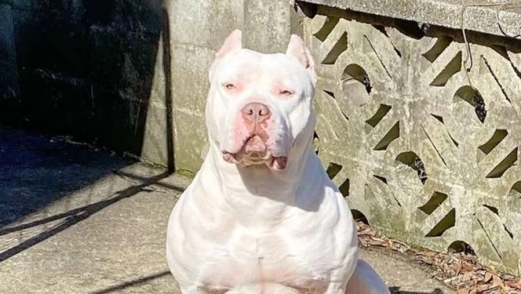 Mulher fica gravemente ferida após ataque de pitbull em via pública de Ibiaçá