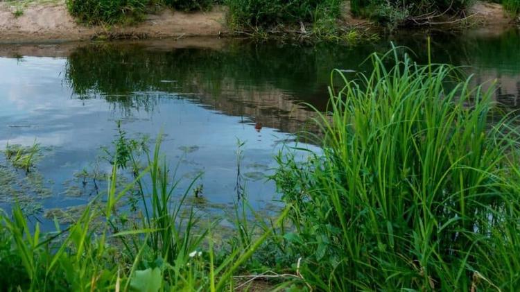 Montpellier : cyanobactéries dans le Lez, baignade, abreuvement des animaux ou encore activités nautiques interdits