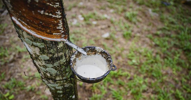 Ufac e Sistema OCB/AC analisam desafios do cooperativismo extrativista e cadeia da borracha nativa na Amazônia