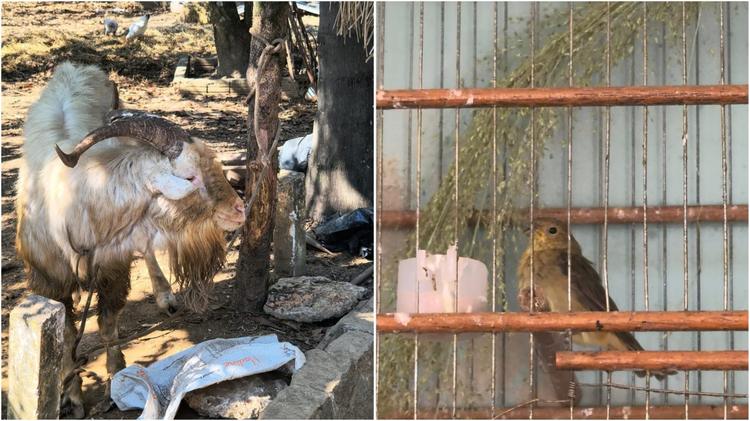 Polícia resgata aves, carneiros e porcos em situação de maus-tratos em Salto