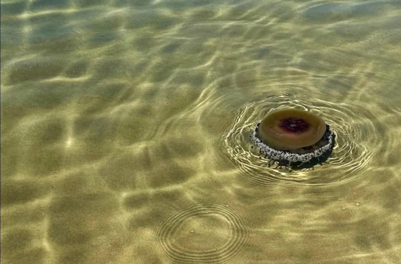 Meduse Cassiopea nel mare del Cilento: dopo Agropoli, avvistamenti anche a Palinuro e Marina di Camerota