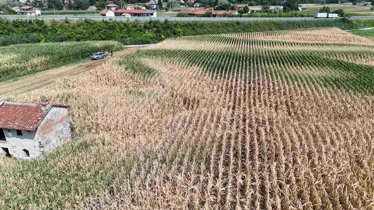 AGRICOLTURA – Siccità, danni oltre 30 milioni: mais in crisi fino al 70%
