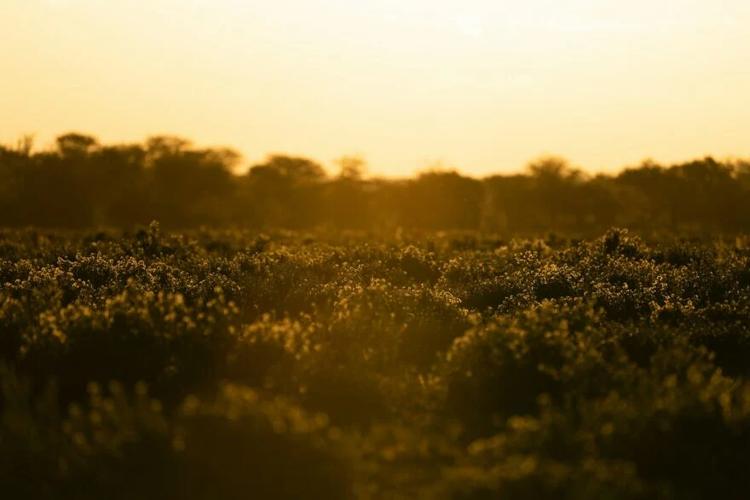Vagues de chaleur&nbsp;: la France pourrait connaître des étés presque continus d’ici 2100