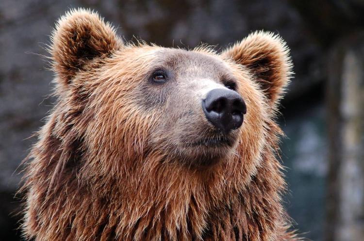 Fukushima, l’incredibile evasione di un orso: sfugge a trappole, droni e tranquillanti