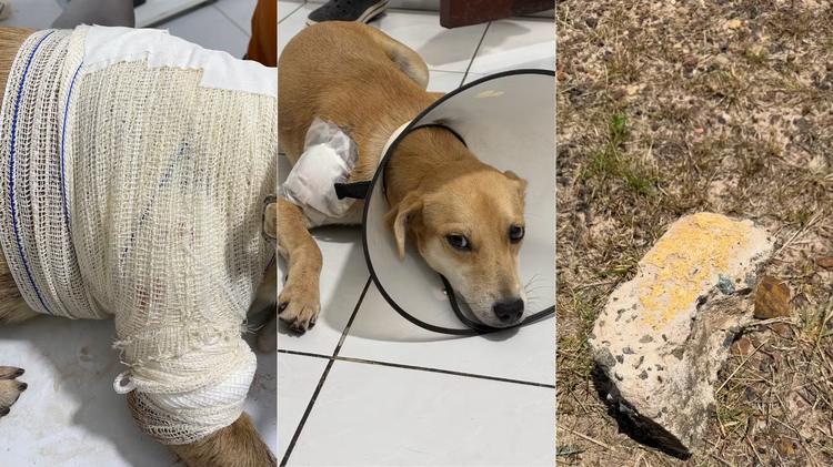VÍDEO: Cadela é internada após ser agredida com pedaço de concreto na UFMA, em São Luís