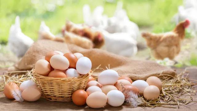 Como saber se o ovo é realmente orgânico e se tem mais nutrientes