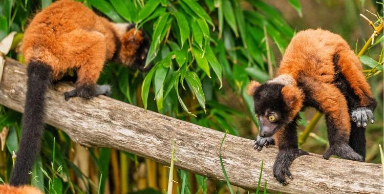  Jungtiere der Rote Varis im Opel-Zoo