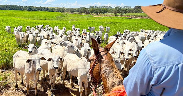 Dados públicos podem acelerar rastreabilidade da pecuária brasileira