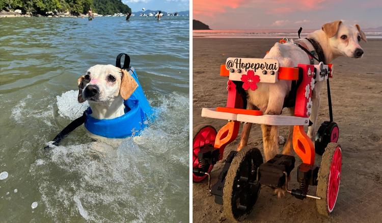 Esperando adoção há seis anos, cachorrinha paraplégica emociona e conquista fãs nas redes