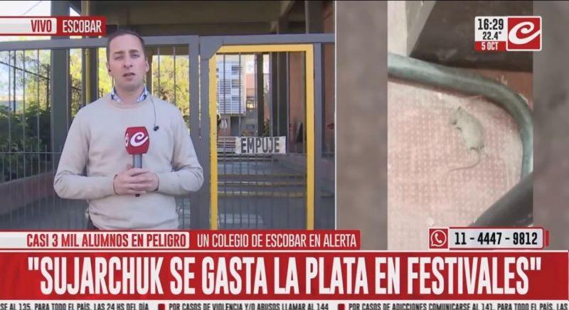 Casi 3 mil alumnos en peligro: alertan que un colegio de Escobar está infestado de ratas