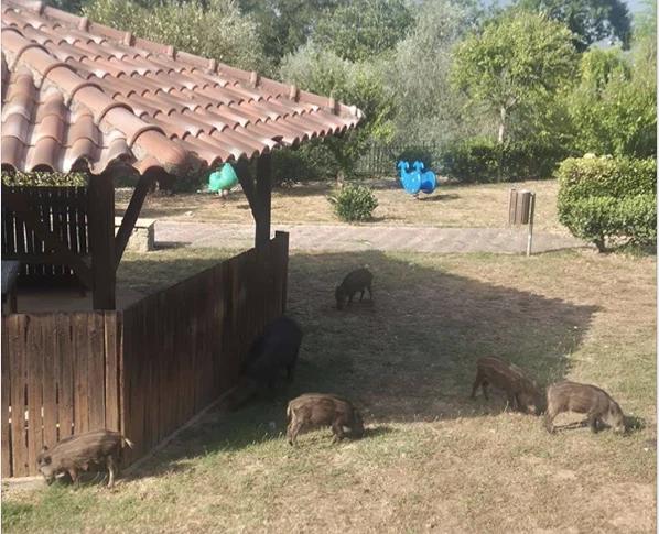 Emergenza cinghiali a Omignano Capoluogo: il sindaco chiede interventi urgenti