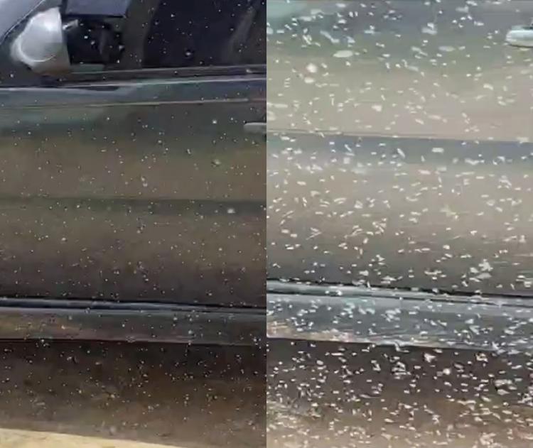 Nuvem de moscas-brancas chama atenção de moradores em Alto Alegre, em Roraima: 'são muitas'
