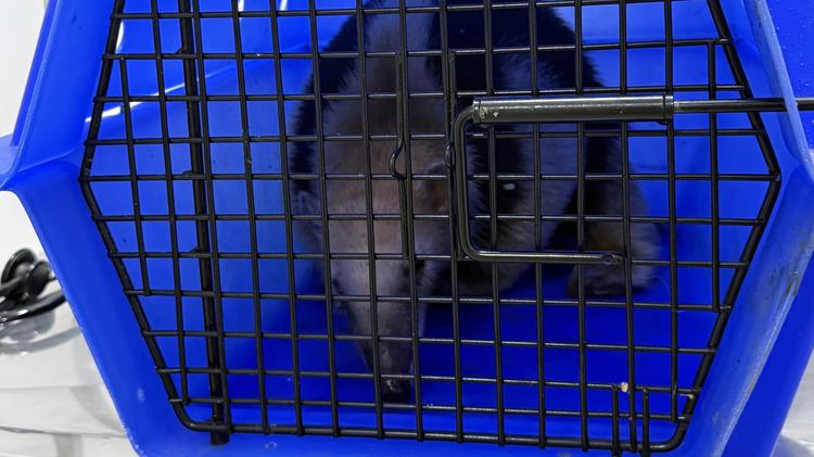 VÍDEO: Tamanduá é resgatado após sofrer choque elétrico no RS