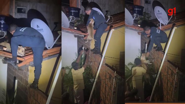 VÍDEO: Cachorro é resgatado após aparecer em telhado de casa durante a madrugada no Piauí