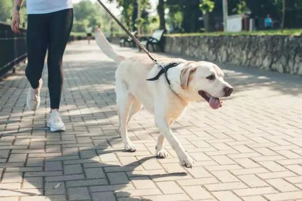 Pertosa, stretta del Comune contro il caldo: nuove regole per la tutela degli animali