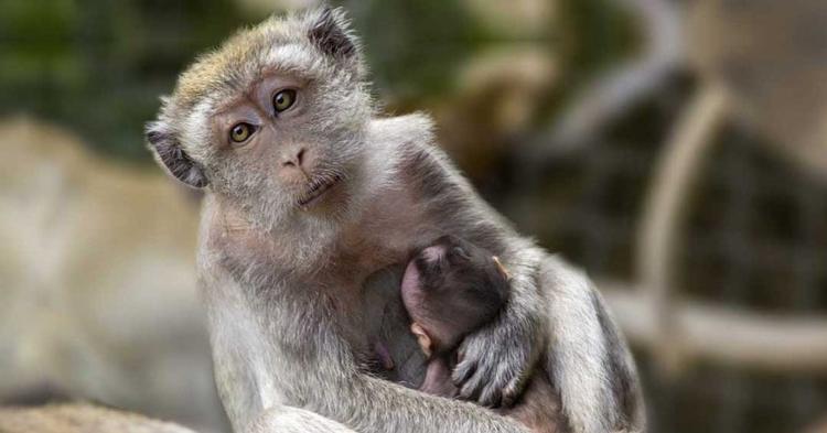 Acampamento Farroupilha ao lado do zoológico gera questionamentos sobre impacto do som nos animais em BC