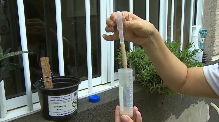 Dengue: Veja a lista de bairros com os piores índices larvários em São José dos Campos