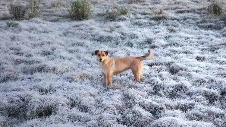 Sol e mínima de 0°C: SC terá semana de tempo estável, frio e geada