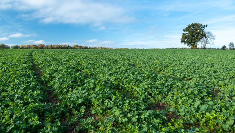 Seed Sector 2045: Cover Crops Offer Regenerative Opportunity for Seed
