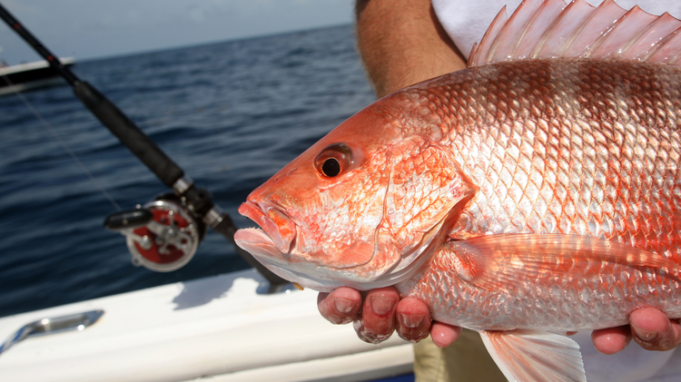 Mississippi congressman introduces bill that would make catching red snapper ‘more fun’