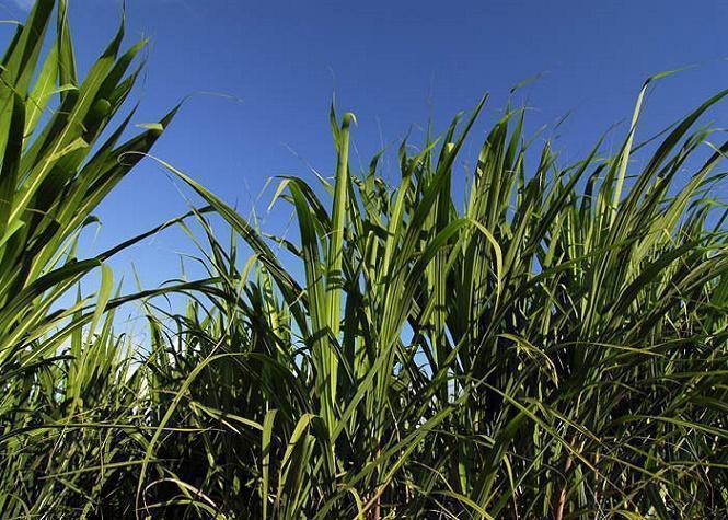 [Communiqué] Séquençage du génome de la canne à sucre : La Réunion contribue à une avancée scientifique majeure