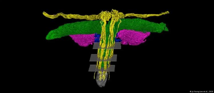Modelo 3D revela complexa rede de nervos do clitóris