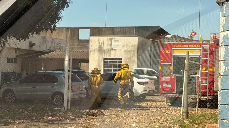 Idosa é atacada por abelhas no bairro Guarani, em Uberlândia