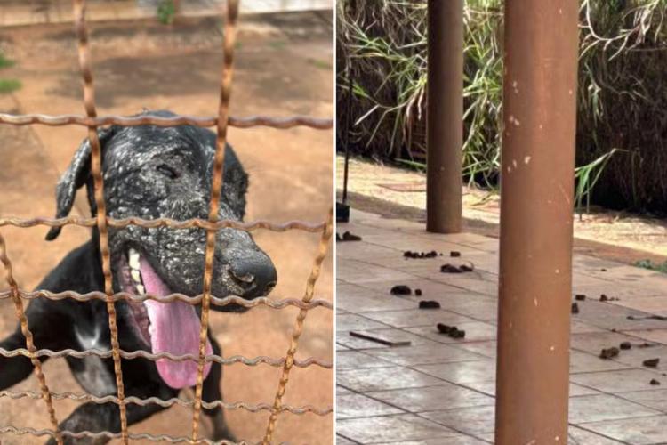 Homem é preso suspeito de maus-tratos contra a própria cadela encontrada com feridas em MS