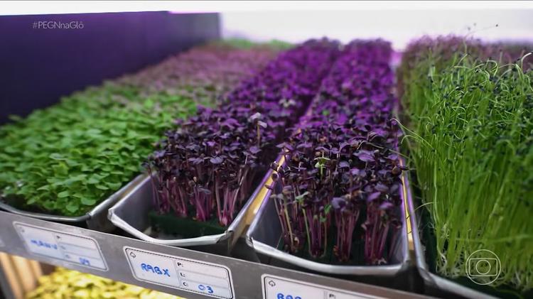 Fazenda vertical produz 25 tipos de hortaliças em sala comercial e fatura R$ 50 mil por mês