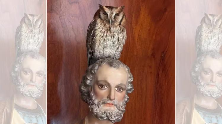 Coruja aparece sobre imagem de santo e surpreende padre que coleciona 300 peças da ave
