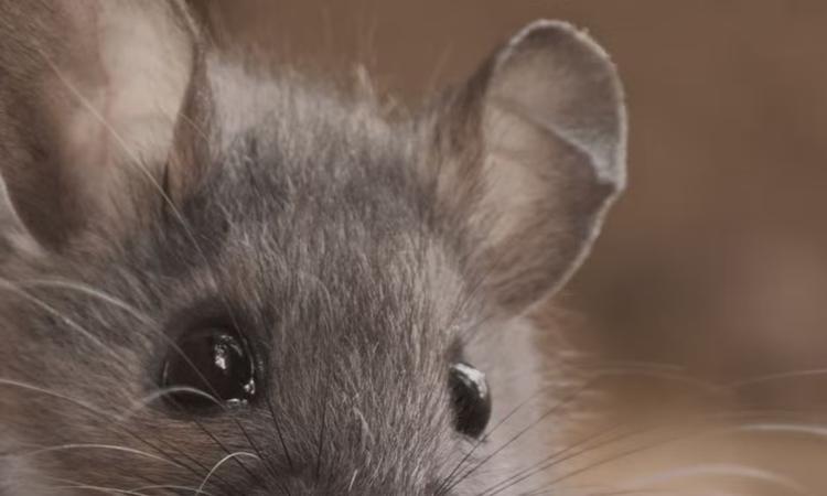 Animal conhecido por apenas 9 exemplares pode ter desaparecido antes mesmo de ser estudado