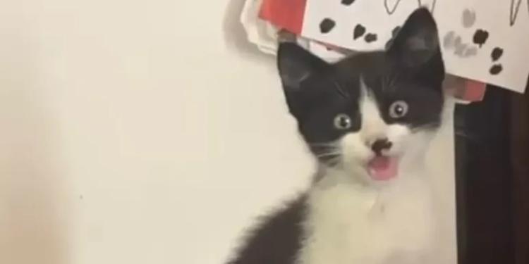 Gatto s'infila in vano motore auto e percorre oltre 100 km: da Palermo a Castelvetrano